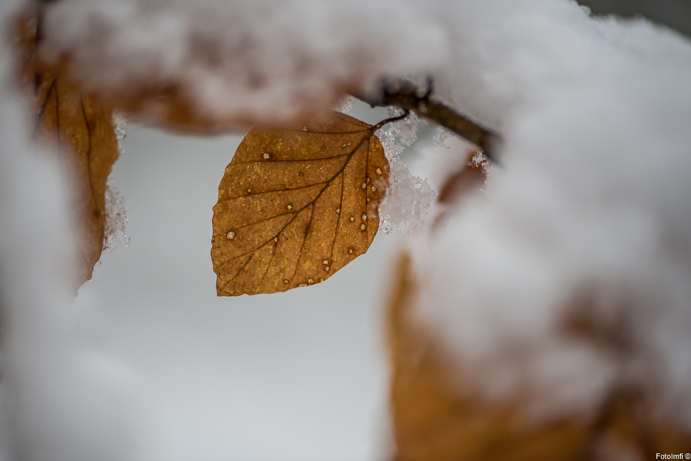 Buche,Fagus sylvatica,Winter-0016