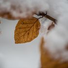 Buche,Fagus sylvatica,Winter-0016