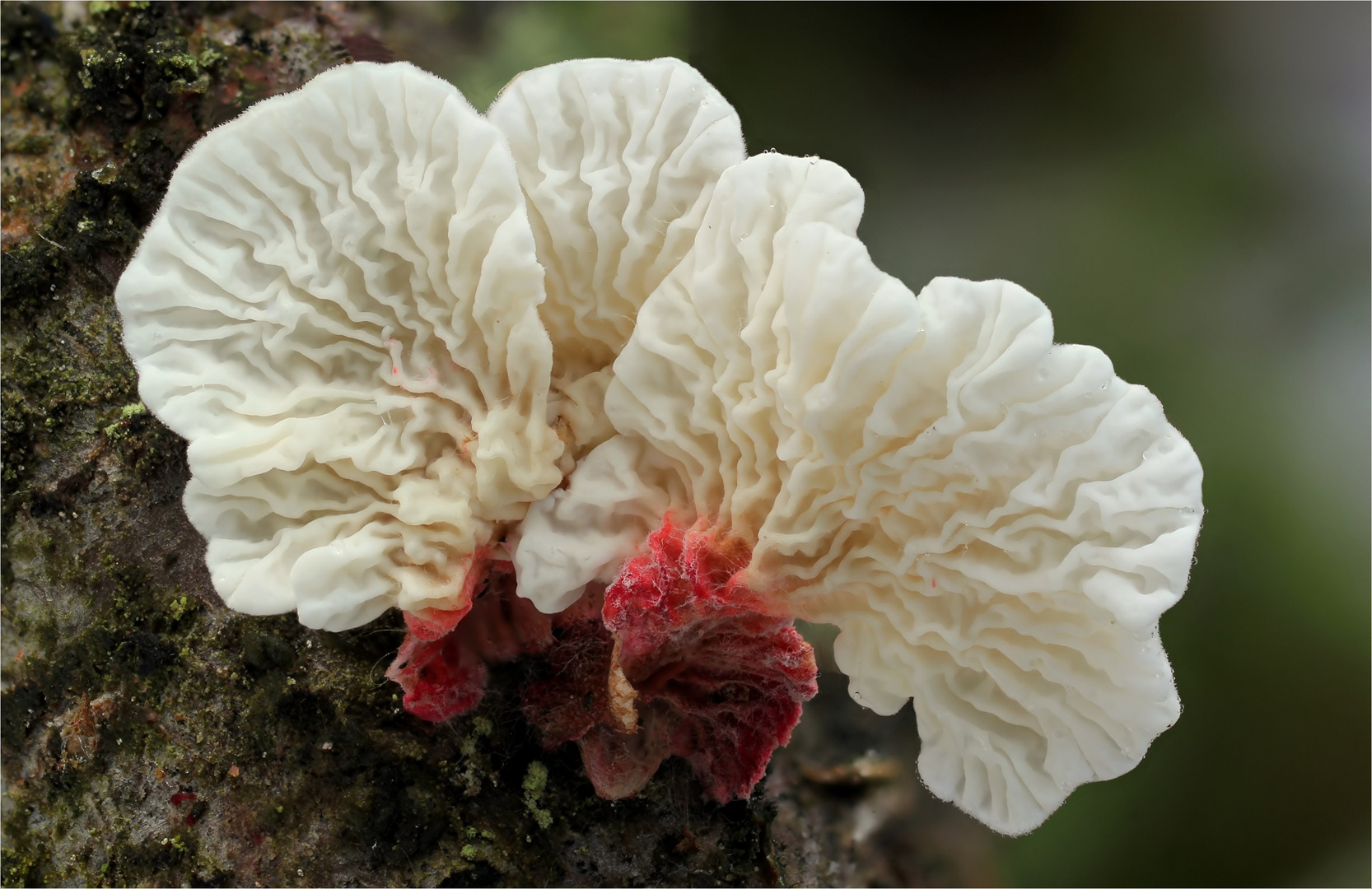 Buchen-Adernzähling (Plicatura crispa syn. Plicatura faginea)