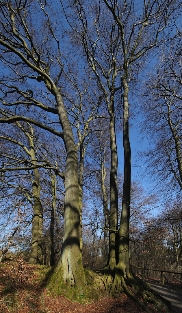 Buchen am Felsenmeer bei Hemer (2019_04_01_EOS 6D Mark II_1241_ji)