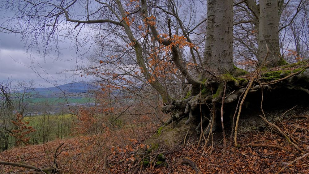 Buchen am Hutsberg (hayas en la montaña "Hutsberg")