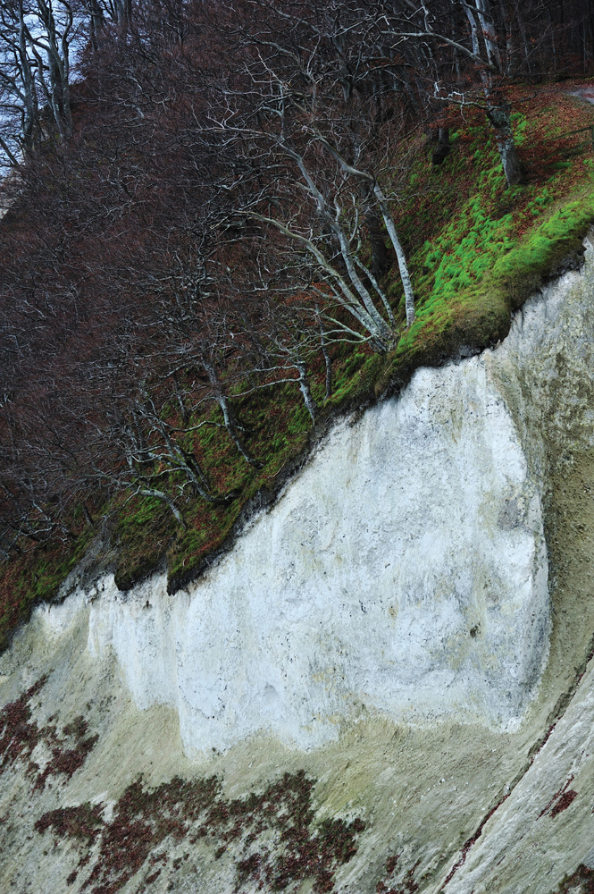 Buchen am Møn Klint