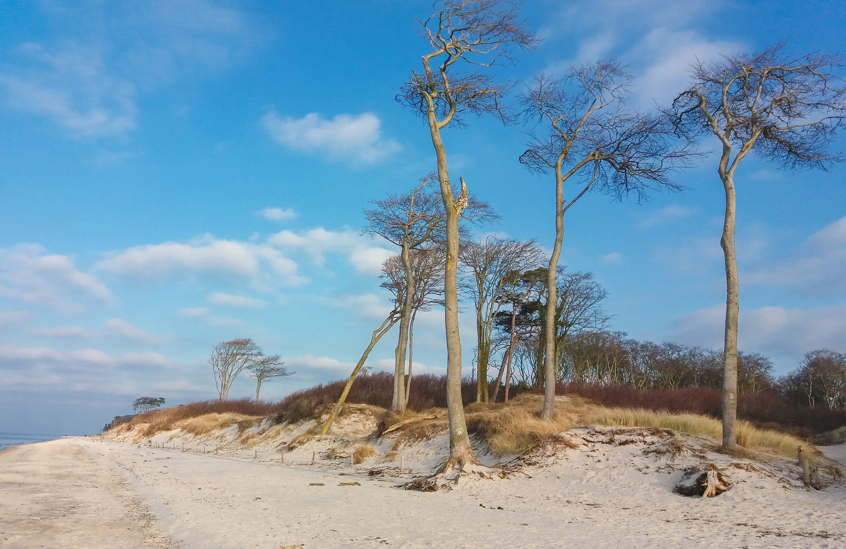 Buchen am Weststrand auf dem Darss