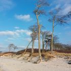 Buchen am Weststrand auf dem Darss