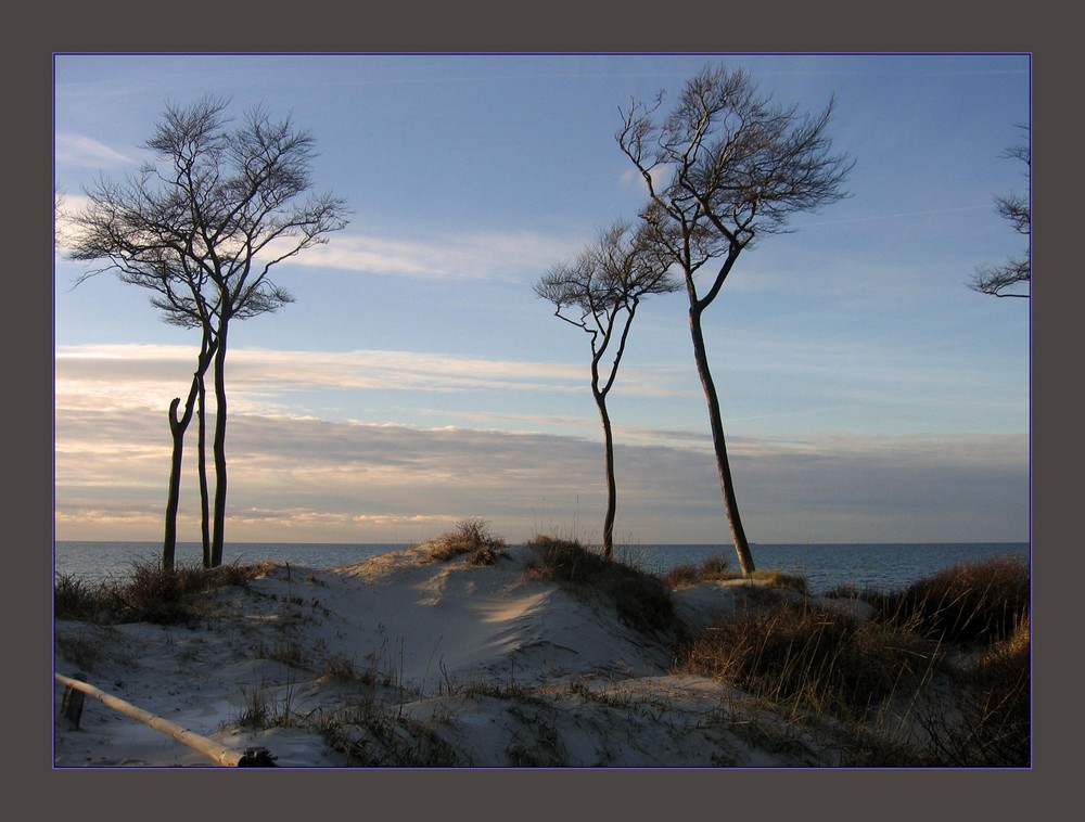 Buchen an der Ostsee (Prerow am Darß)