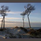 Buchen an der Ostsee (Prerow am Darß)