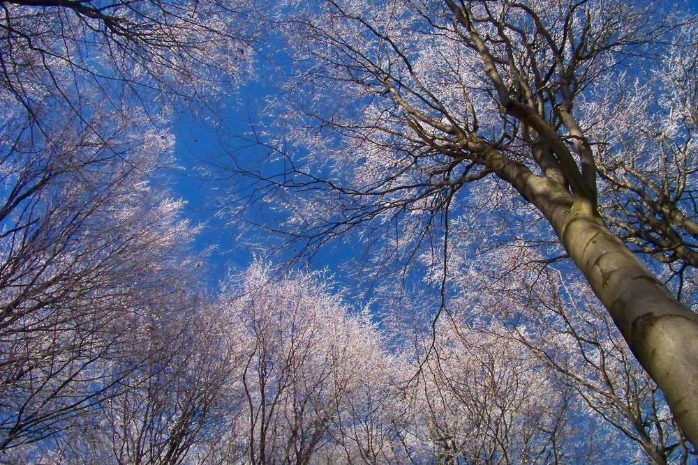 Buchen auf dem Hochwald.