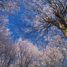 Buchen auf dem Hochwald.