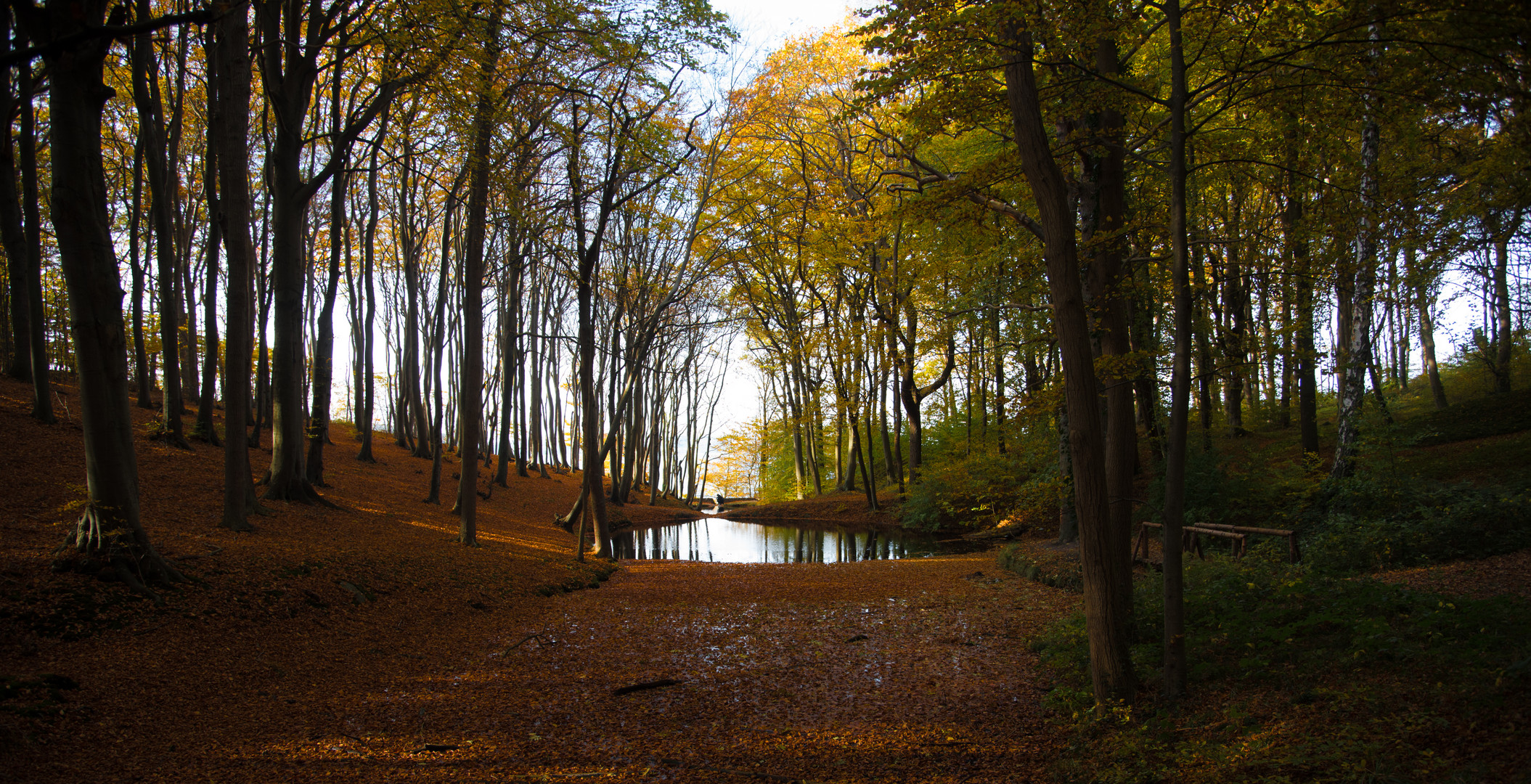 Buchen auf Rügen