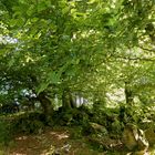 Buchen auf Vulkangestein (2017_06_19_EOS 100D_1685_pano_ji)