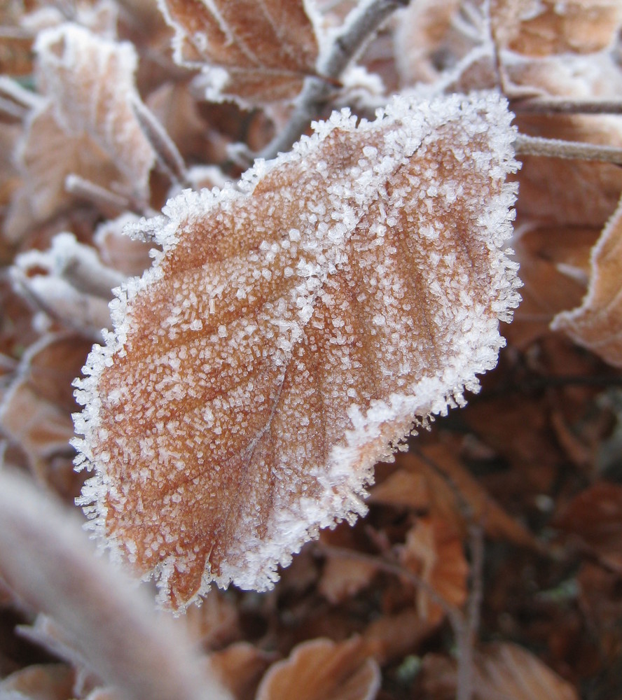 Buchen-Blatt