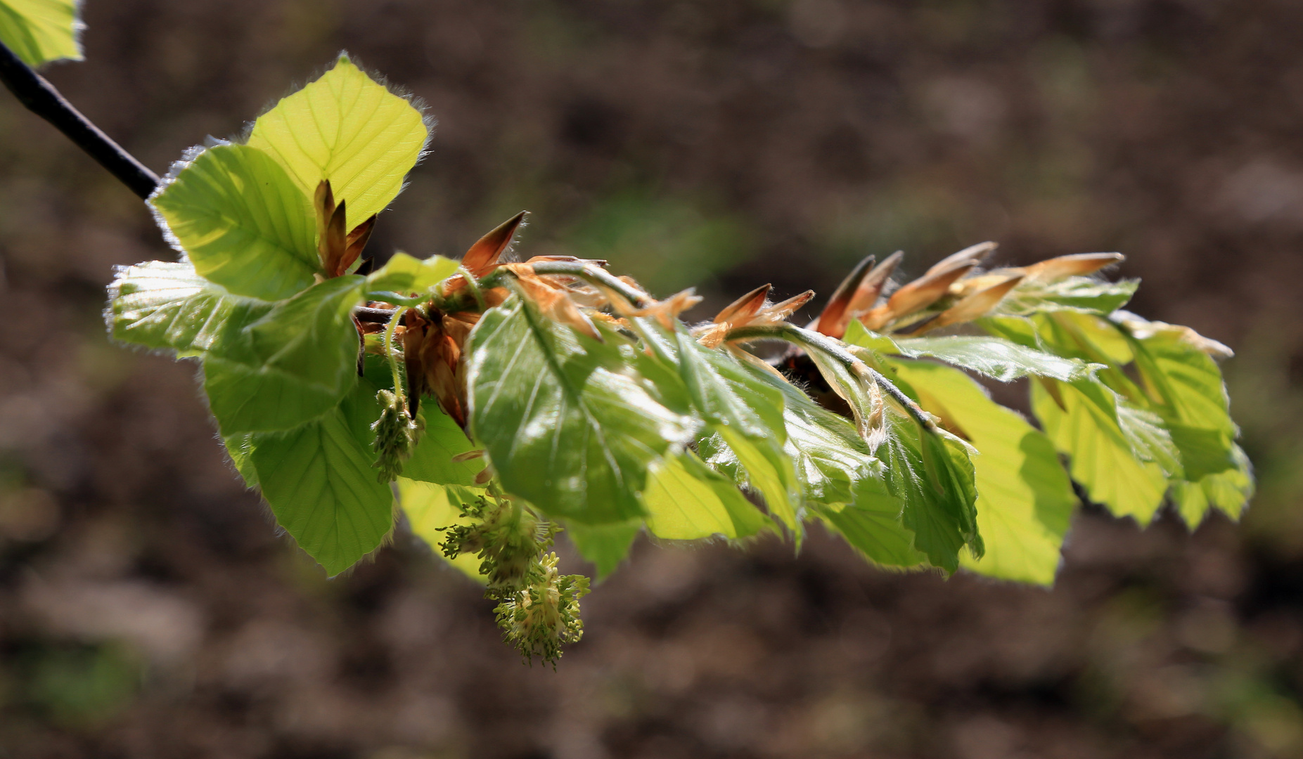 buchen blüte