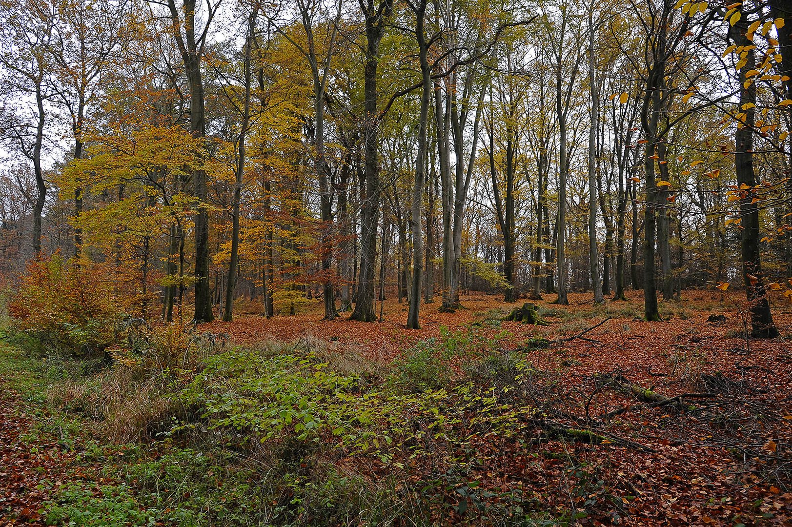 Buchen-dominierter Laubwald in herbstlicher Stimmung