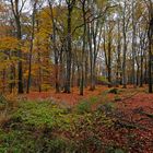 Buchen-dominierter Laubwald in herbstlicher Stimmung