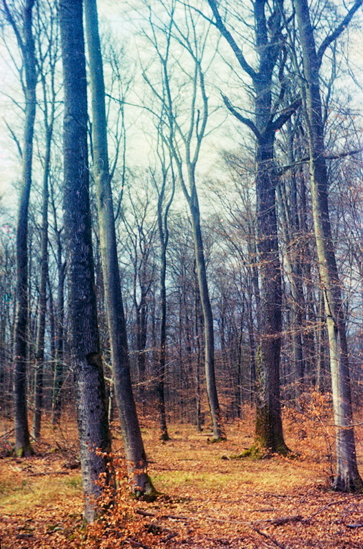 Buchen-Eichen-Wald an Ostern ....