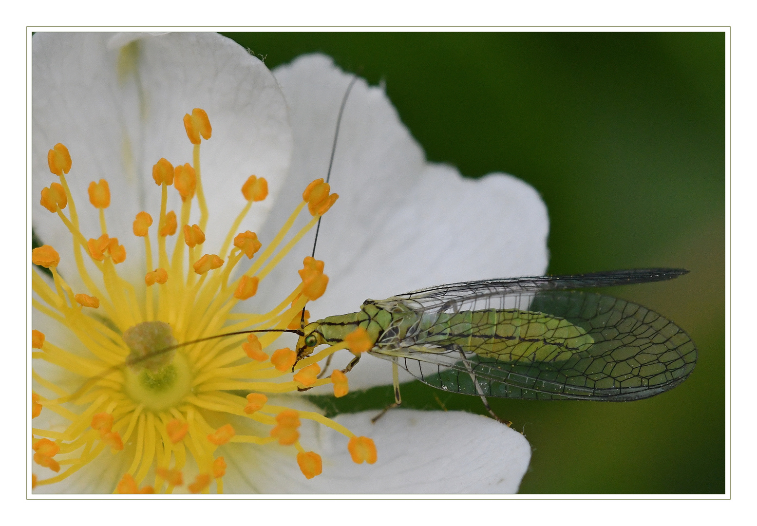 Buchen-Florfliege - 2