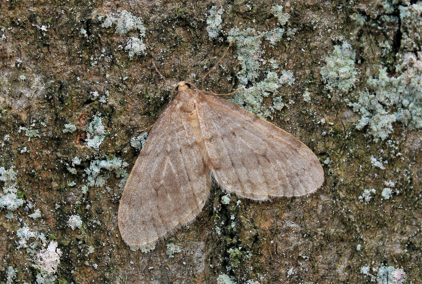 Buchen-Frostspanner, Operophtera fagata