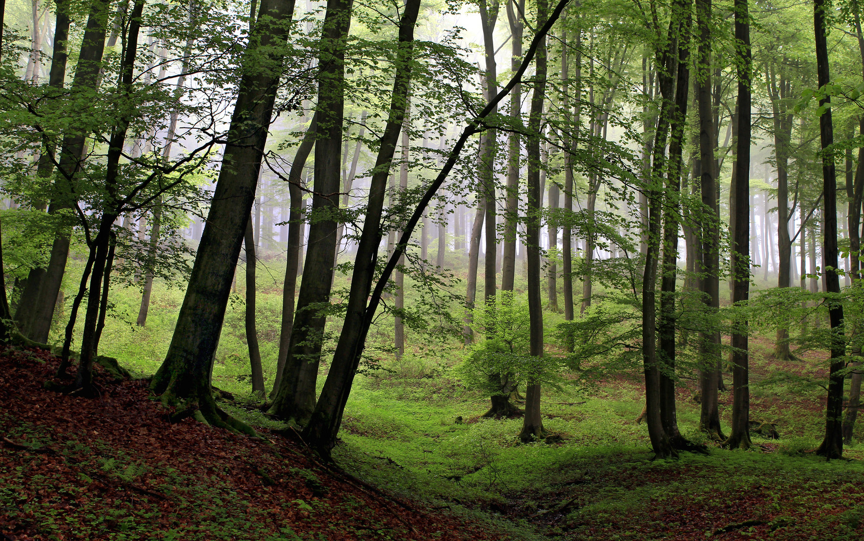 Buchen, Frühlingswald im Nebel, bei Dormecke