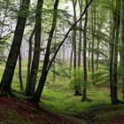 Buchen, Frühlingswald im Nebel, bei Dormecke