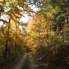 Buchen-Herbstwald