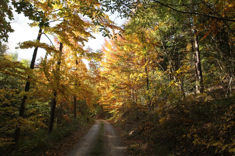 Buchen-Herbstwald