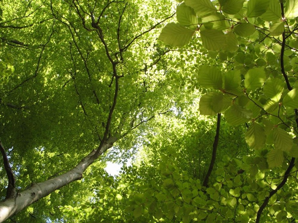 Buchen im Frühling