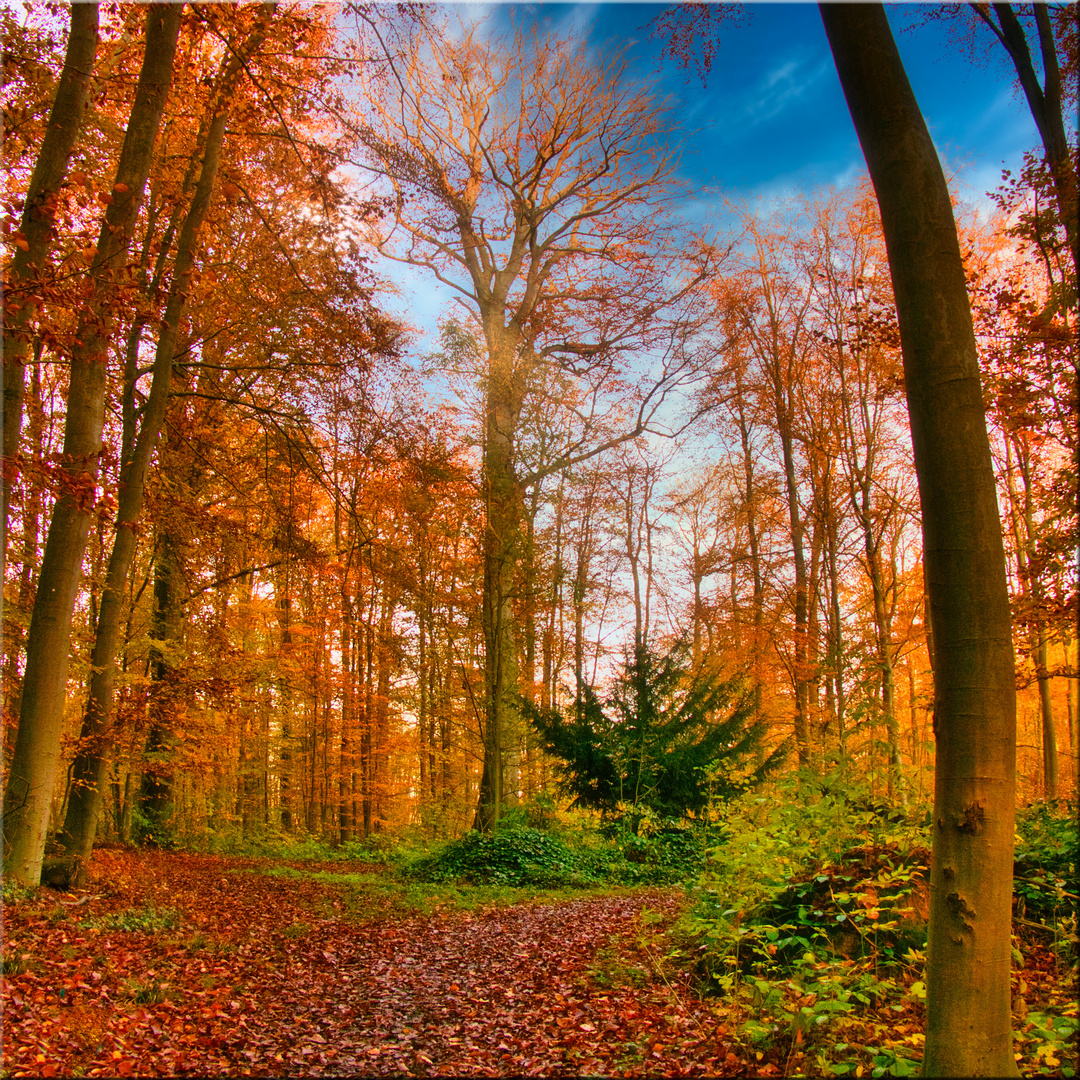 Buchen im Herbst