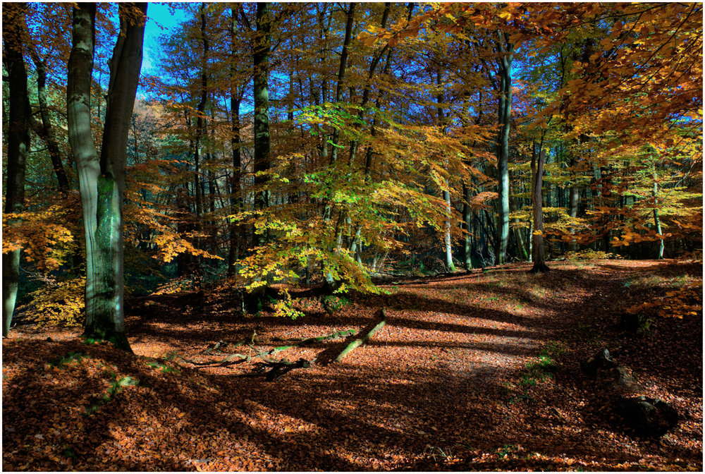 Buchen im Herbst