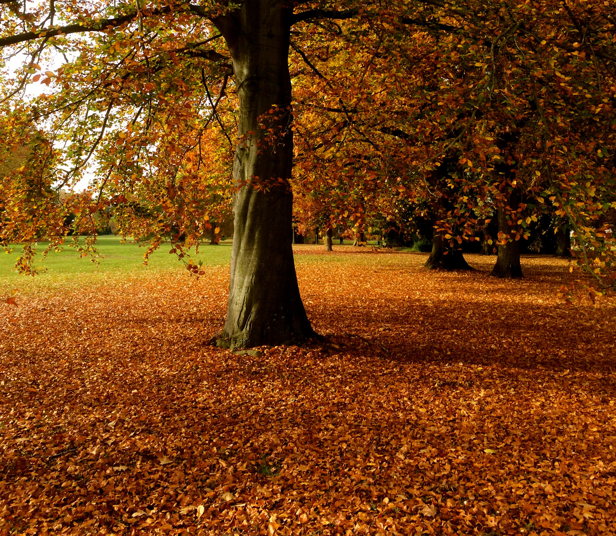 Buchen im Herbst, Japangarten Düsseldorf