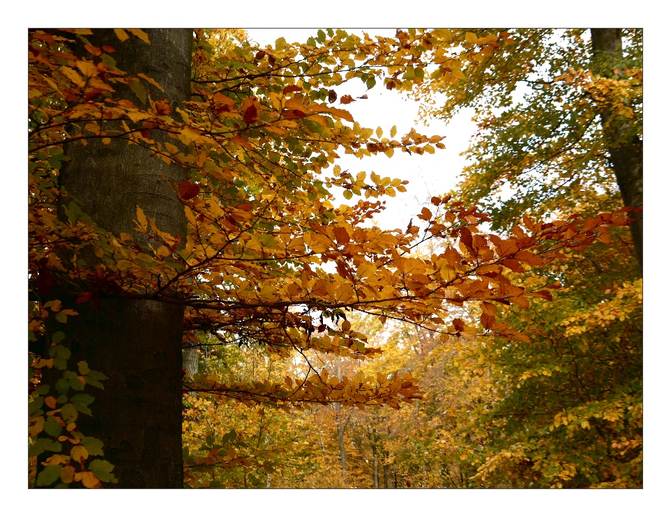 Buchen im Herbstlicht