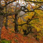 Buchen im Herbstwald