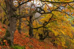 Buchen im Herbstwald