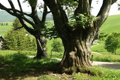 Buchen im Hofsgrund - Schauinsland