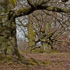 Buchen im Huthewald