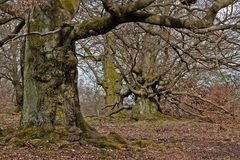 Buchen im Huthewald