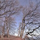 Buchen im Nationalpark Jasmund