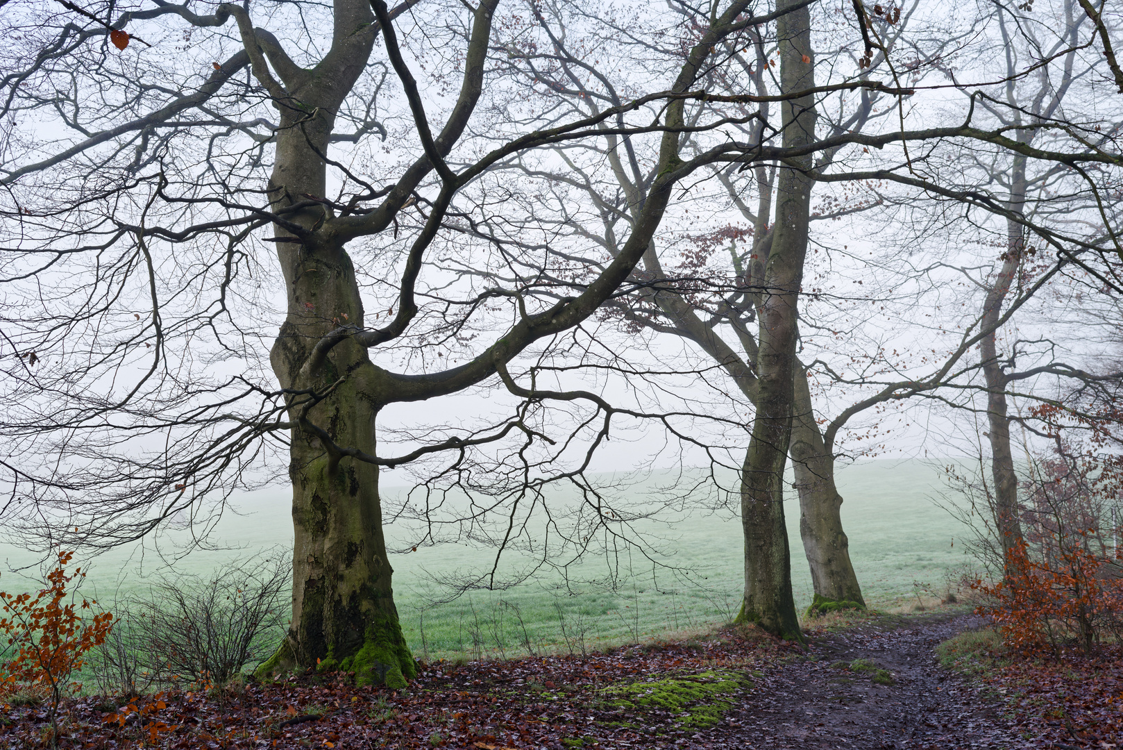 Buchen im Nebel