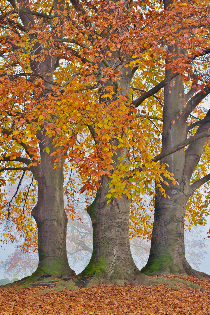 Buchen im Nebel