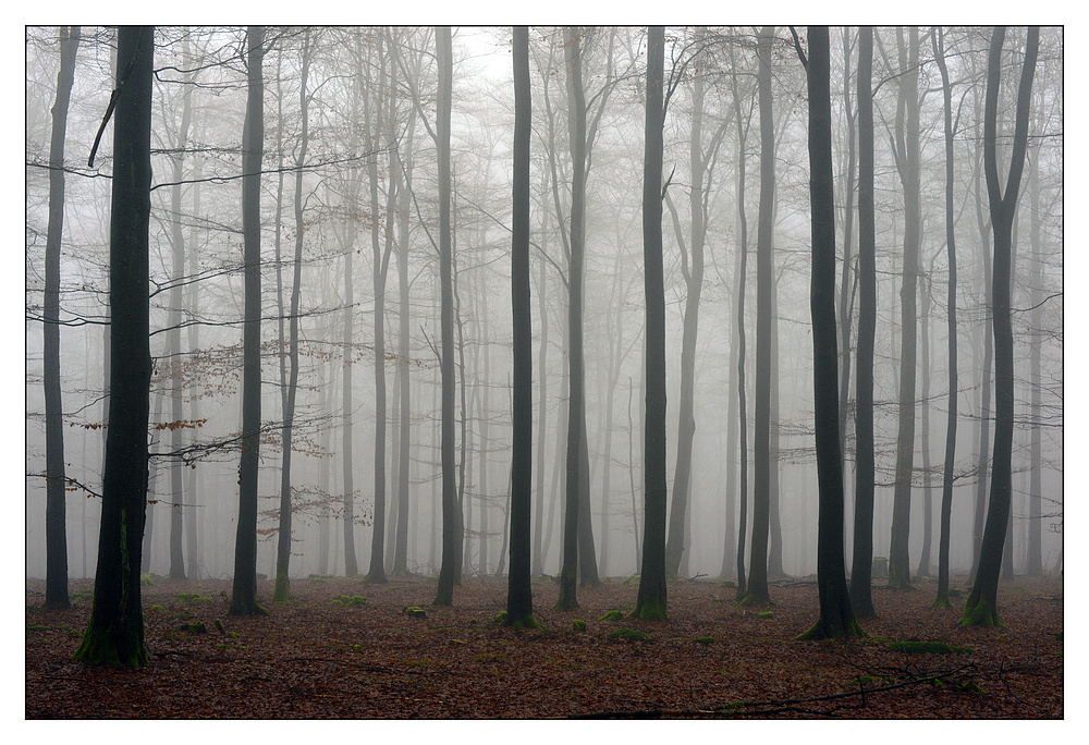 Buchen im Nebel