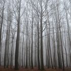 Buchen im Winter am Königsstuhl auf Rügen