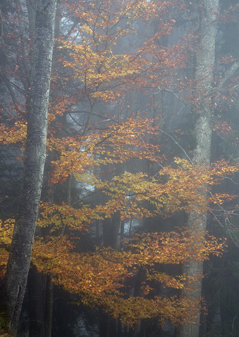 Buchen im zarten Nebel