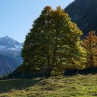 Buchen in der Eng (Karwendelgebirge)