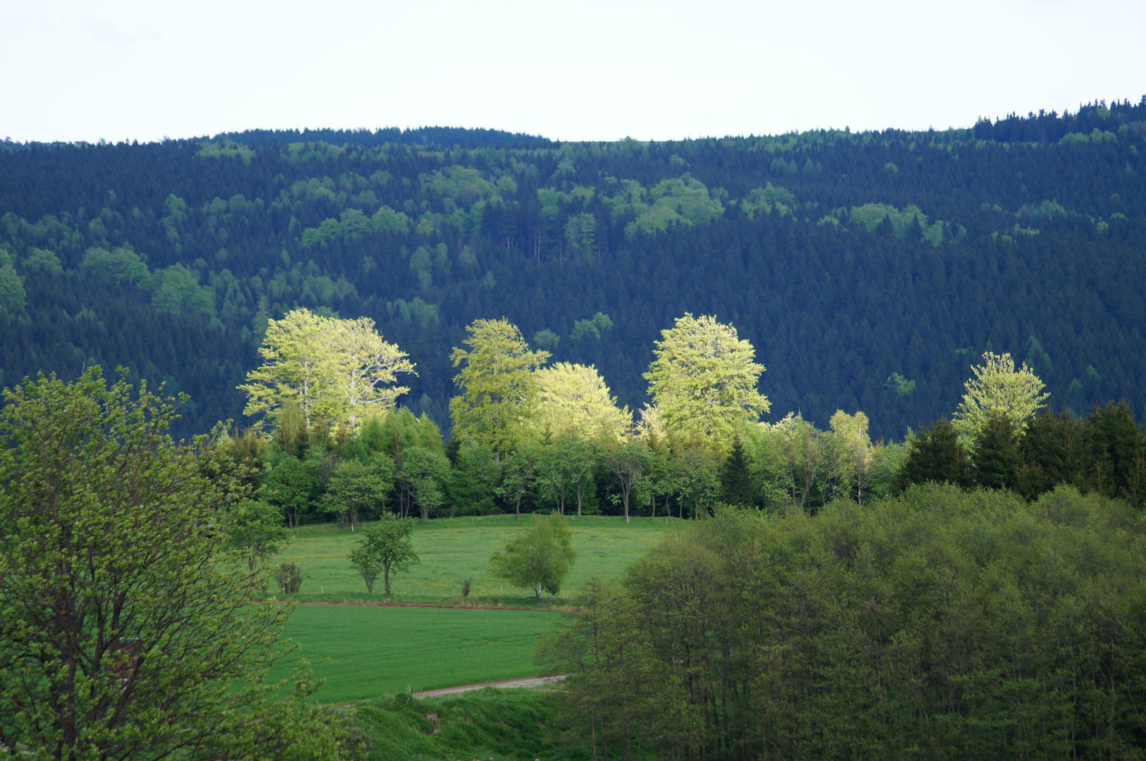 Buchen in der Sonne