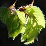 Buchen in Frühlingsfieber 2