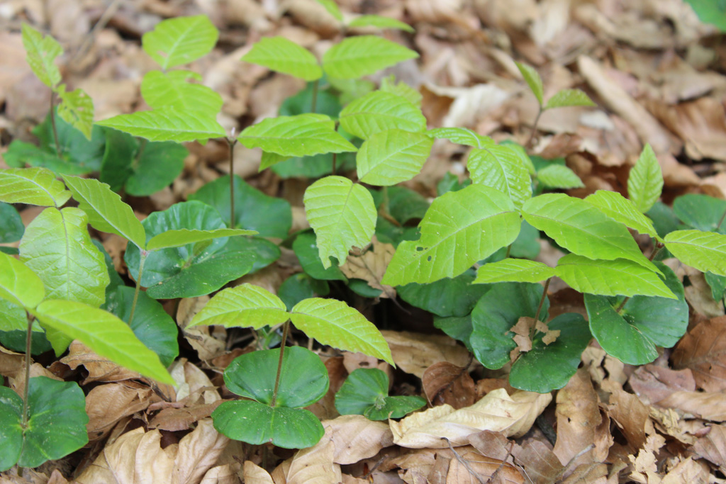  Buchen Jungwald am 17.4.