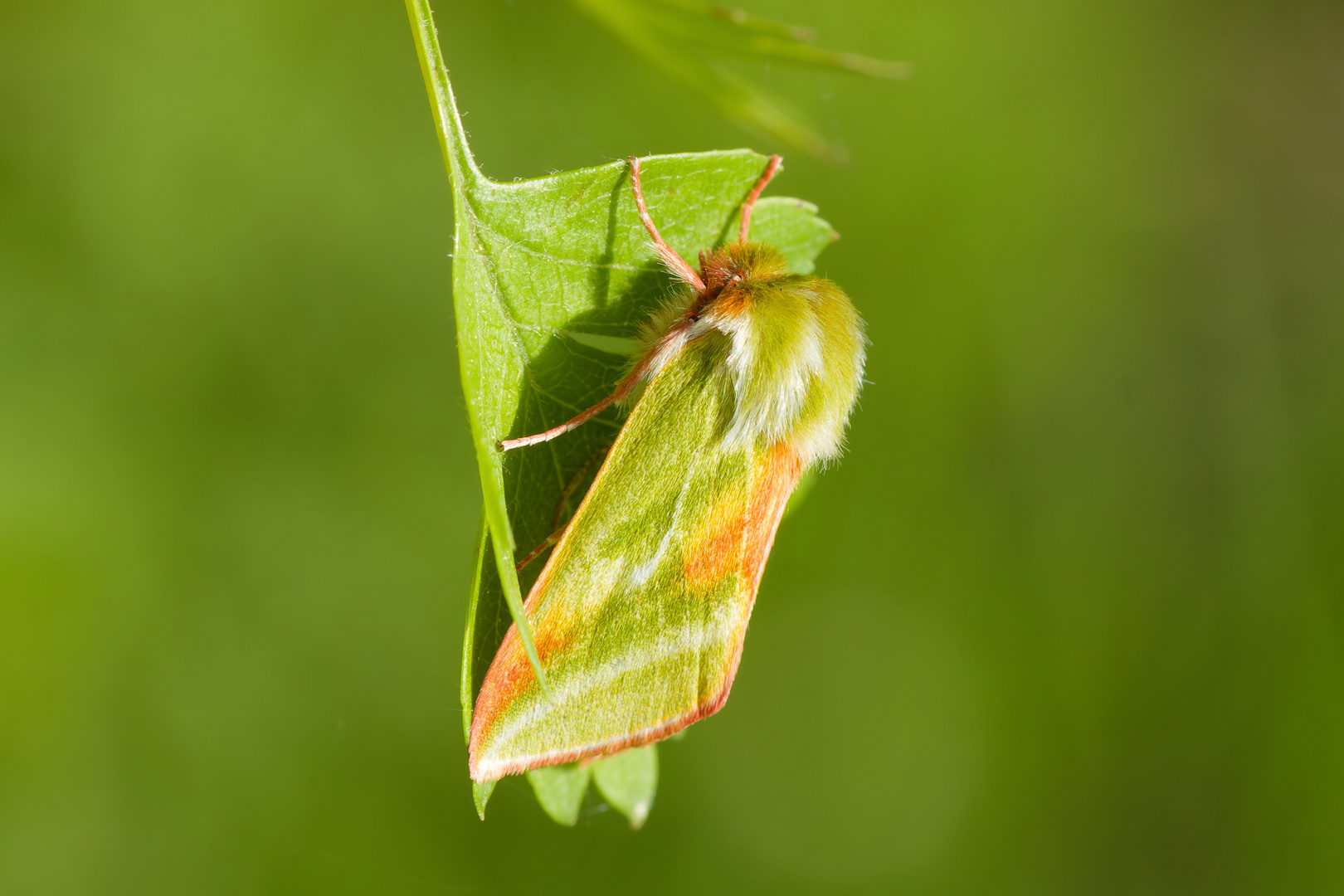 Buchen-Kahneule (Pseudoips prasinana)