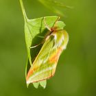 Buchen-Kahneule (Pseudoips prasinana)