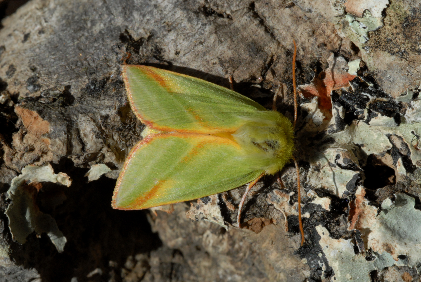 ,, Buchen - Kahneule ( Pseudoips prasinana ) ,,