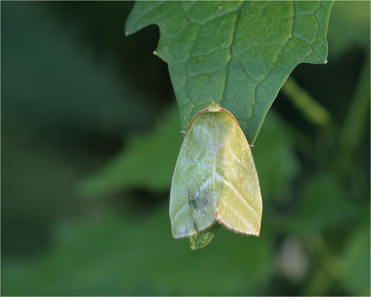 Buchen-Kahneule (Pseudoips prasinana)