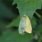 Buchen-Kahneule (Pseudoips prasinana)